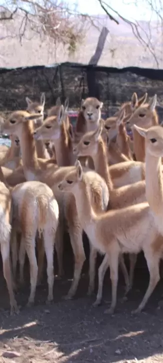 vicunas