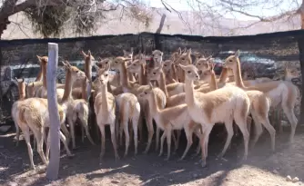 vicunas