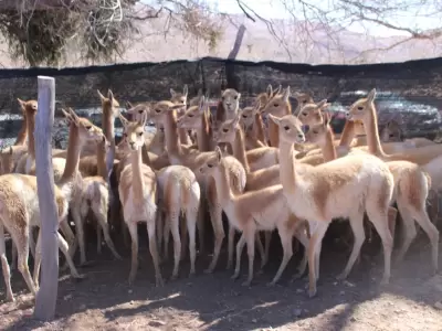 vicunas