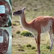 Una provincia impulsará la venta de “carnes salvajes” para fomentar “proteínas alternativas”