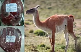 carne de guanaco