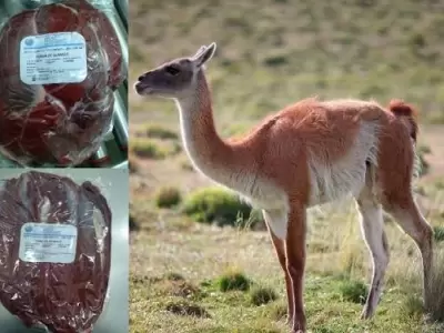 carne de guanaco