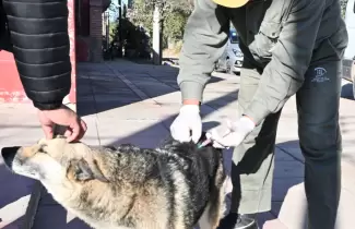 vacunacion-de-perros-prensamunijujuy-4-930x620-1