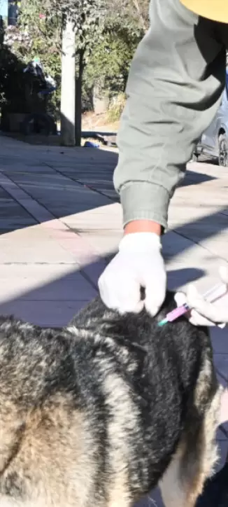 vacunacion-de-perros-prensamunijujuy-4-930x620-1