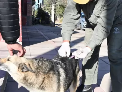 vacunacion-de-perros-prensamunijujuy-4-930x620-1