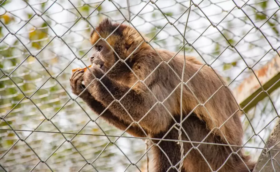 Qué hacer ante la presencia de monos en Jujuy