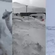 Un temporal histórico azota a Catamarca: hasta -27 °C, animales bajo la nieve y un grupo de mineros quedó varado