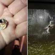 Balearon un micro con hinchas de Tigre y hay una persona que resultó herida