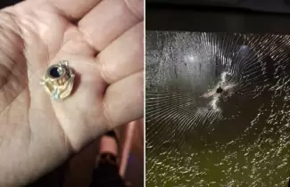 Balearon un micro con hinchas de Tigre y hay una persona que result� herida