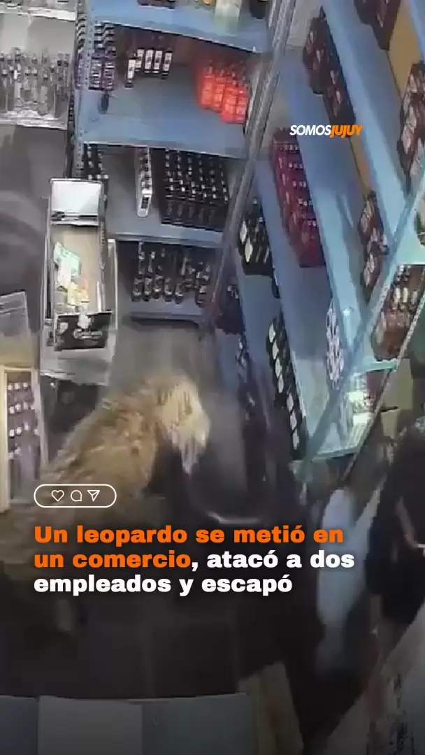 leopardo en una tienda en india
