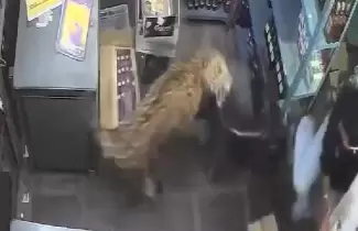 Leopardo se meti� en una tienda y atac� a dos empleados