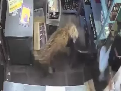Leopardo se meti� en una tienda y atac� a dos empleados
