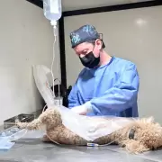 El quir�fano m�vil de Zoonosis recorrer� distintos barrios de San Salvador de Jujuy con jornadas gratuitas de castraci�n