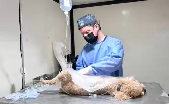 El quir�fano m�vil de Zoonosis recorrer� distintos barrios de San Salvador de Jujuy con jornadas gratuitas de castraci�n