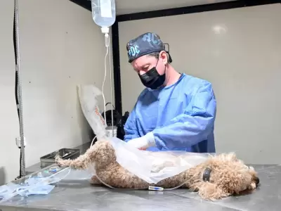El quir�fano m�vil de Zoonosis recorrer� distintos barrios de San Salvador de Jujuy con jornadas gratuitas de castraci�n