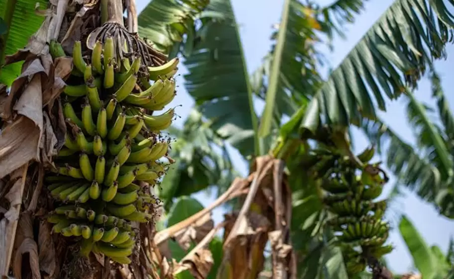 producci�n de banana