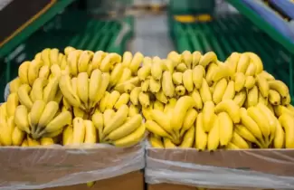 producci�n de banana
