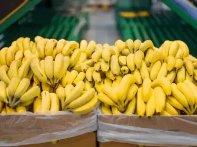 producci�n de banana